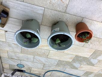 5月なす植える2.JPG